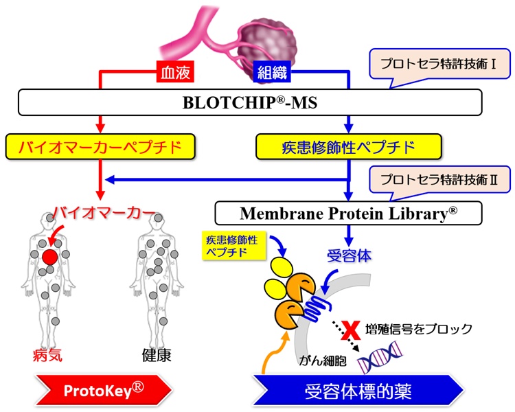 図：バイオマーカーによる医薬品開発の効率化とスピードアップ