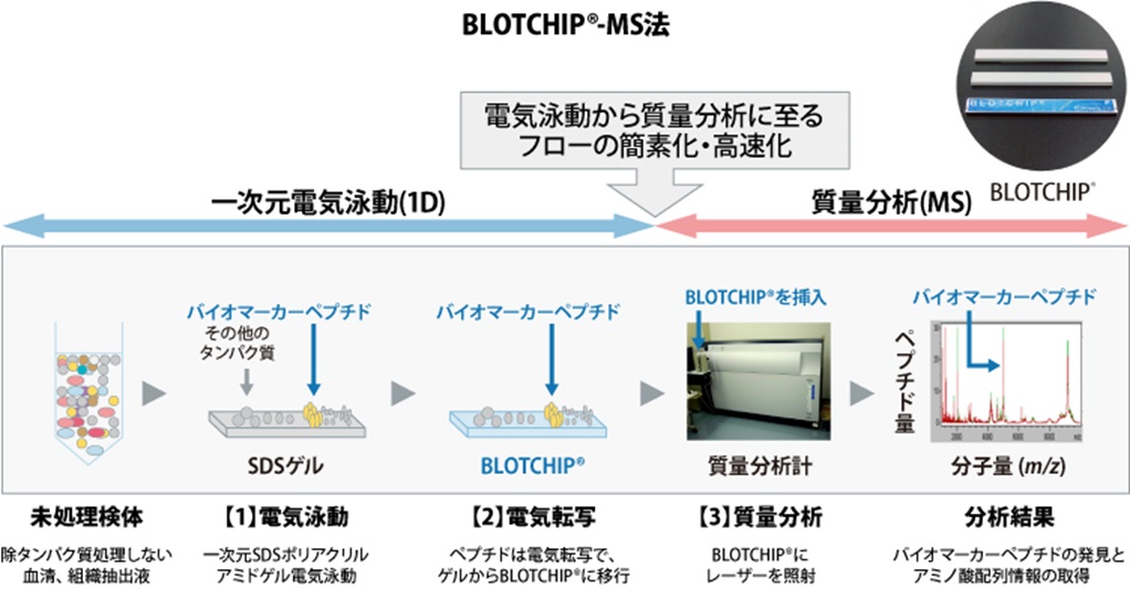 図：BLOTCHIP®-MS法