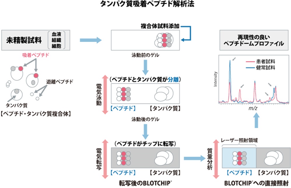 図：タンパク質吸着ペプチド解析法