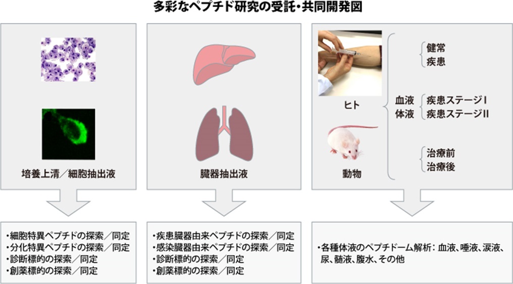 図：多彩なペプチド研究の受託・共同開発図