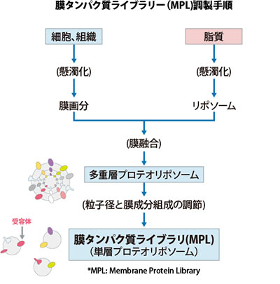 図：膜タンパク質ライブラリー（MPL)調製手順