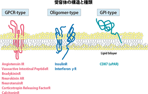 図：受容体の構造と種類