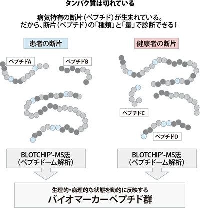 図：タンパク質は切れている